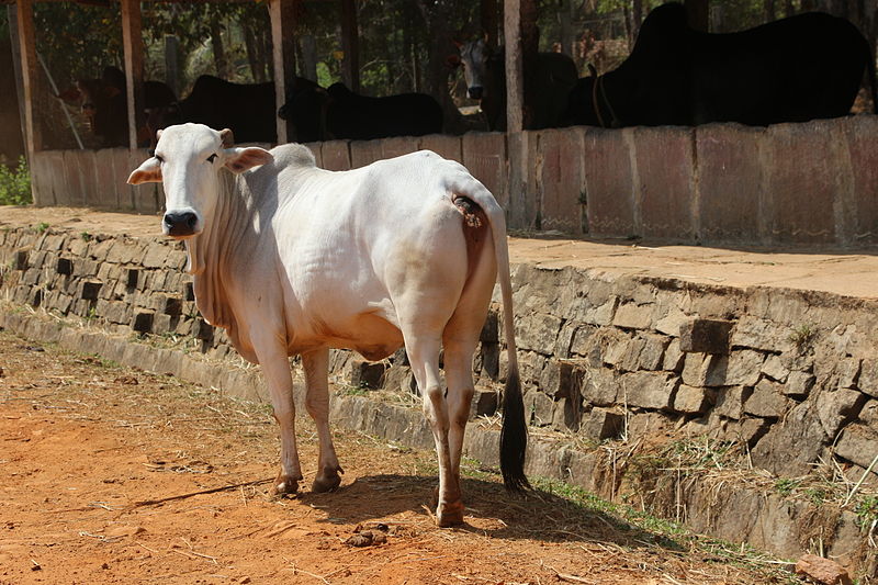 Indigenous Cow Breeds in India