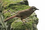 Thumbnail for White-browed laughingthrush