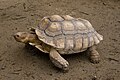 Spornschildkröte