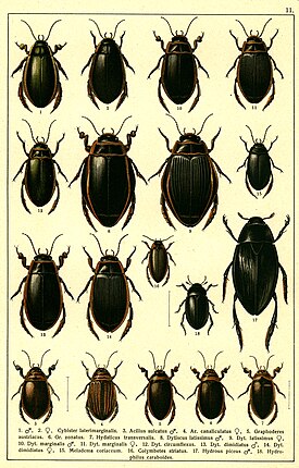 Eräitä yläheimon kovakuoriaisia sukeltajien (Dytiscidae) heimossa