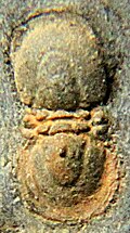 Fossil of the Early-Late Ordovician trilobite Geragnostus Geragnostus mediterraneus CRF cropped.jpg