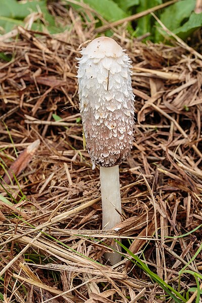 File:Geschubde inktzwam (Coprinus comatus). Locatie, Paddenstoelenreservaat. 31-10-2022. (actm.) 02.jpg