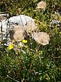 Geum montanum fruits