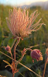 Seed head of G. triflorum var. ciliatum showing the elongated feathery styles Geum triflorum var. ciliatum 2.jpg