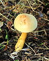 Gewone zwavelkop (Hypholoma fasciculare). Locatie, Hortus (Haren, Groningen).