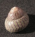 Gibbula divaricata 003.jpg