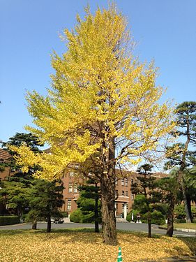 Ginkgo biloba tree with yellow leaves in Hakozaki Campus of Kyushu University