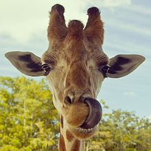 Giraffe's tongue Giraffe's tongue.jpg