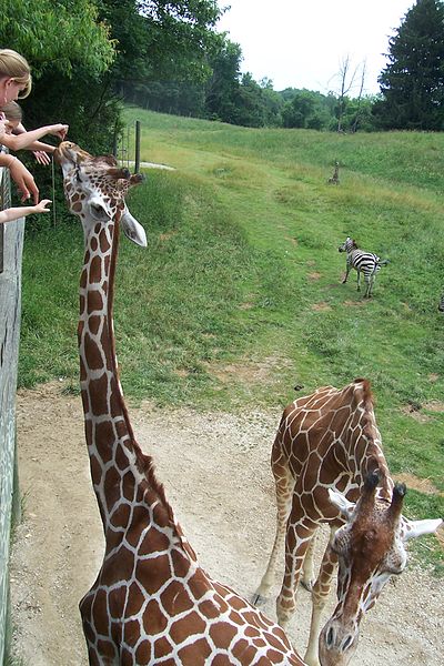 File:Giraffe feeding at binder park.JPG