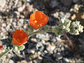 Globemallow (S. ambigua) closeup