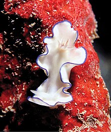 Glossodoris kahlbrocki (10.3897-zookeys.770.26378) Plaque 5.jpg