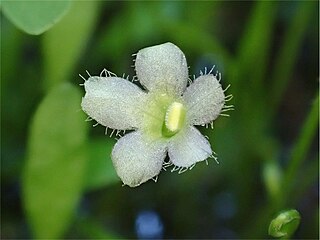 <i>Glossostigma elatinoides</i> Species of aquatic plant