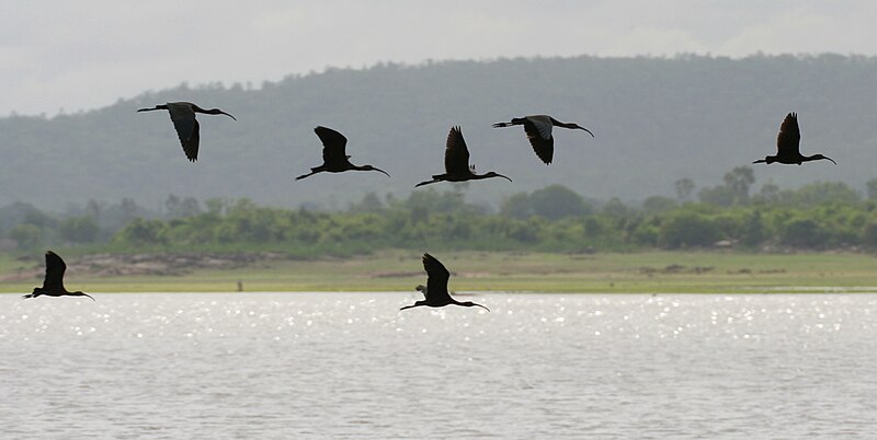 File:Glossy Ibis (Plegadis falcinellus) in flight W2 IMG 9755.jpg