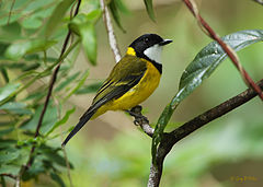 ♂ Pachycephala pectoralis