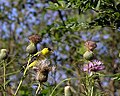 Goldfinches Love Thistle (1298317898).jpg