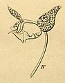 Gongora galeottiana (as syn. Gongora stenoglossa) plate 20, fig. IV in: H. G. Reichenbach: Xenia orchidacea - vol. 1 (1858) (Detail)