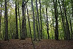 Миниатюра для Файл:Gosh Lake, Dilijan National Park 59.jpg