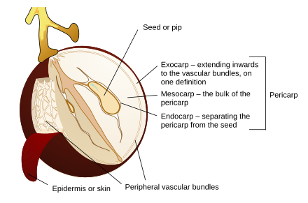 Diagram of a grape berry, showing the pericarp and its layers Grape berry diagram en.svg