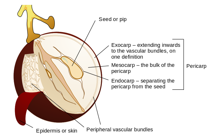 Diagram of a grape berry, showing the pericarp and its layers