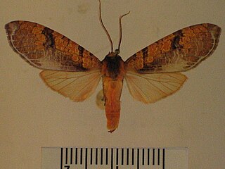 <i>Graphea marmorea</i> Species of moth