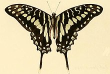 Graphium porthaon.JPG