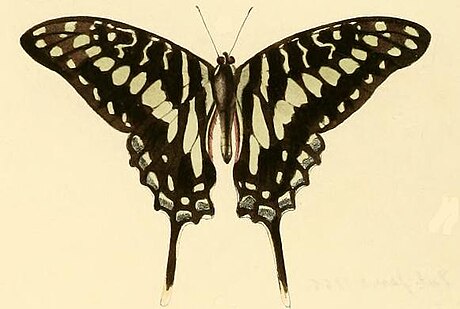 Graphium porthaon