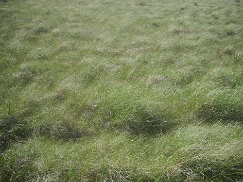 Wind-blown grass in the Valles Caldera in New Mexico, United States