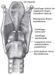 Gray952-Cartilages larynx - vue postèrieure.png