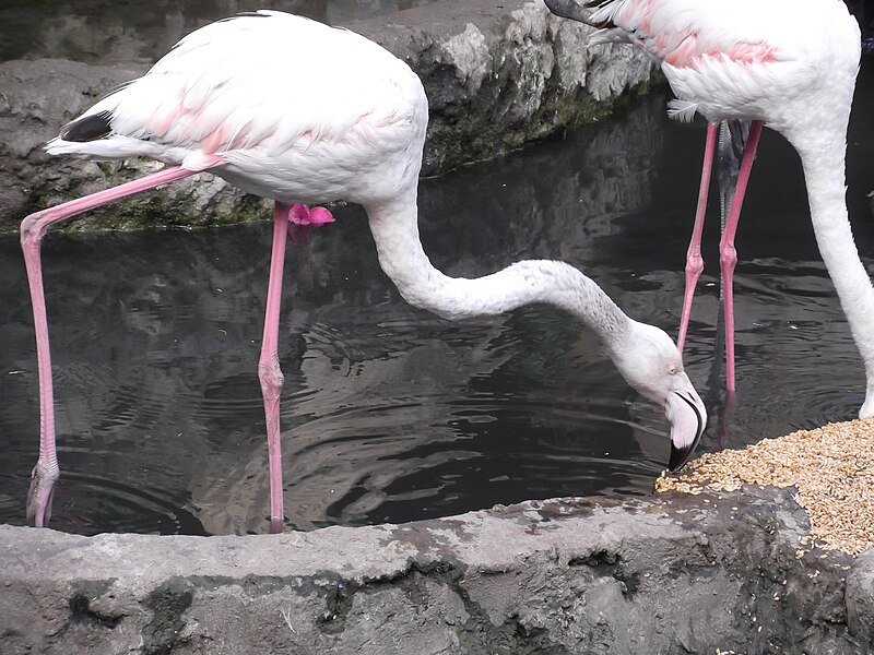 File:Greater flamingo 014.JPG