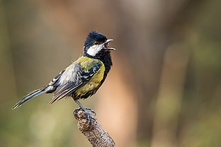 Green-backed tit Species of bird