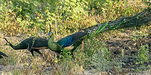 Green Peafowl - Baluran NP - East Java MG 7995 (29726908551).jpg