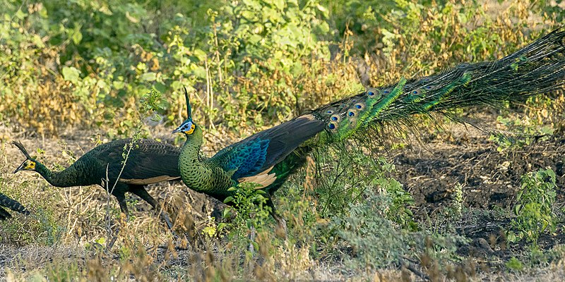 File:Green Peafowl - Baluran NP - East Java MG 7995 (29726908551).jpg