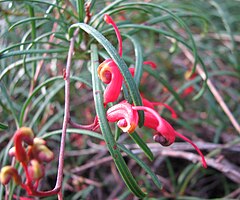 Description de l'image Grevillea nudiflora.jpg.