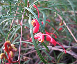 <i>Grevillea nudiflora</i> Species of shrub in the family Proteaceae endemic to Western Australia