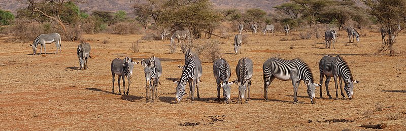 File:Grevy's Zebra Feeding.jpg