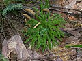 Lycopodium dendroideum Ground-pine