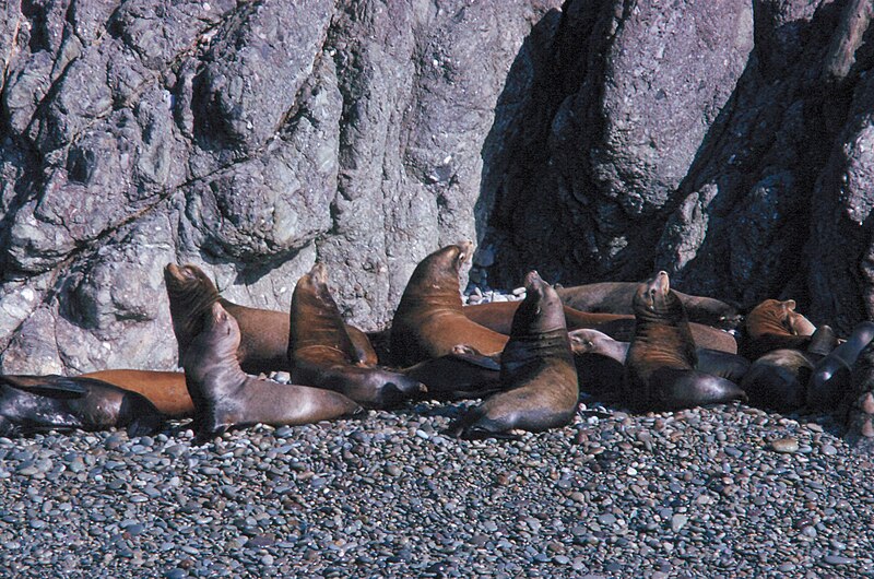 File:Group of Galapagos sea lions on rocks - DPLA - 42b748e66cfb759d4e107ed60bb3e37e.jpg