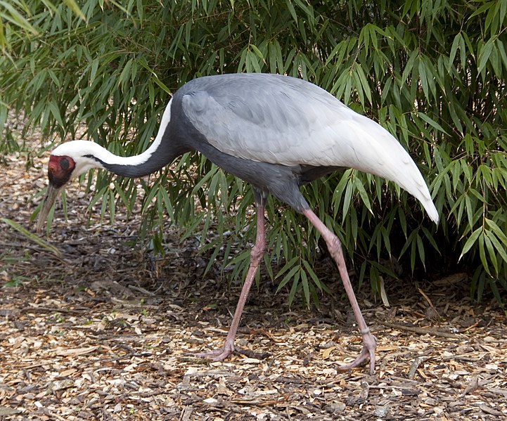 File:Grus vipio -Birmingham Nature Centre, Cannon Hill Park, England-8a.jpg