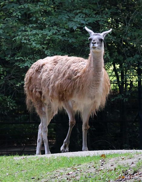 File:Guanako Lama guanicoe Tiergarten-Nuernberg-3.jpg