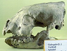 Un cranio di ghiottone risalente al Pleistocene nel Museum für Naturkunde di Berlino.