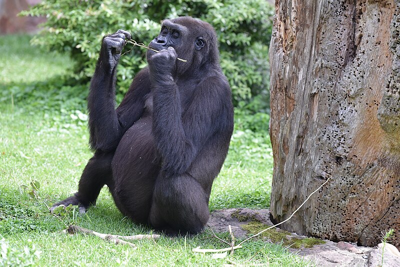 File:HD Gorilla 1.jpg