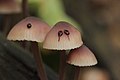 Mycena haematopus