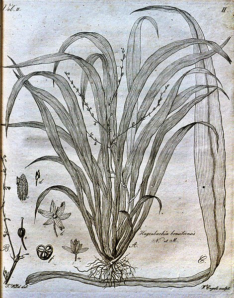 File:Hagenbachia brasiliensis botilu.jpg