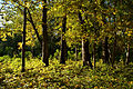 Harku mõisa park 14-10-2012.jpg
