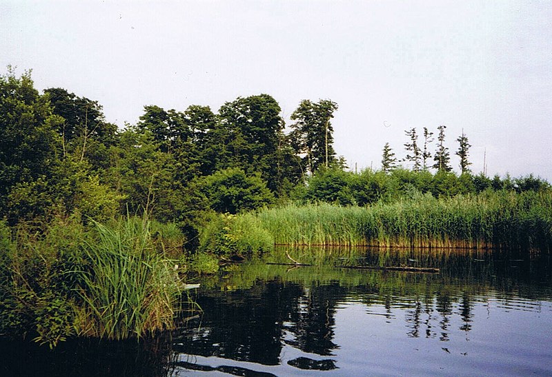 File:Havel-Bucht-mit-Ufervegetation.jpg