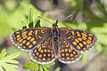 * Nomination Heath fritillary (Melitaea athalia lachares), Estonia --Charlesjsharp 21:16, 18 July 2017 (UTC) * Promotion Good quality. --Peulle 22:59, 18 July 2017 (UTC)