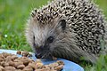 Hedgehog in my garden.jpg