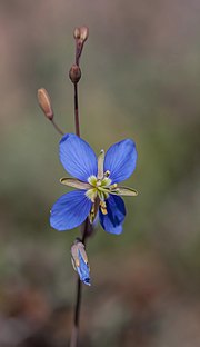 Miniatura para Heliophileae