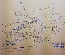 Diagram of chick inside pouch; dotted lines show feather wall that holds chick in pouch Heliornis fulica male pouch diagram.jpg