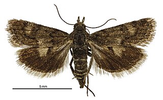 <i>Heliothela atra</i> Species of moth endemic to New Zealand